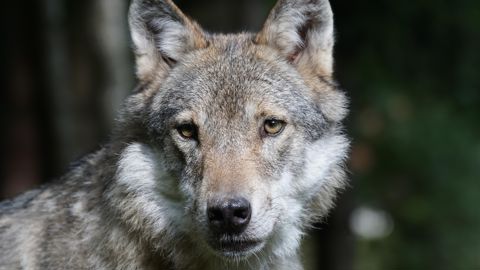 Avec un taux de 30 % sur une population estimée à 1 082 loups, ce sont 325 loups au lieu de 205 actuellement qui pourraient être prélevés.